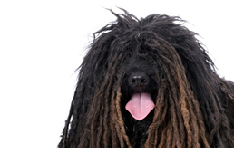 Magyar fajták a világ legjobb őrző - védői között