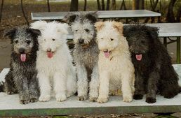 Nemzetközi pumitalálkozó lesz Tápiószentmártonban