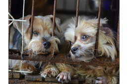 Ne vásárolj szaporítótól kutyát!