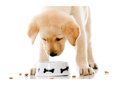 Újabb kutyaeledelt hívnak vissza - szalmonellás a jutalomfalat