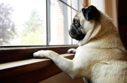 Boldogabbak a jól nevelt kutyák gazdái