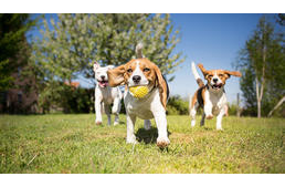 Egyes kutyafuttatókat is lezárnak az ország néhány pontján