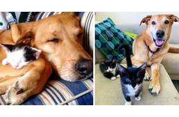 Altatás elől mentett kutya lett a pótmamája a kismacskáknak – már 60 cicát segített felnevelni