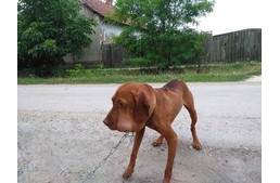 Remény a segítségeteket kéri! 