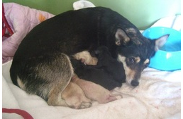 Megvárta a mamakutya, míg biztonságba kerül, hogy életet adhasson kölykeinek