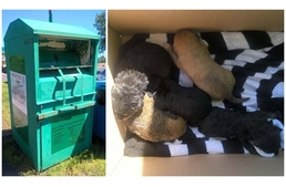 Ruhagyűjtő konténerbe dobott kölyköket mentettek