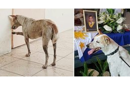 Tanterme előtt várja elhunyt tanár barátját minden nap a hűséges kutya