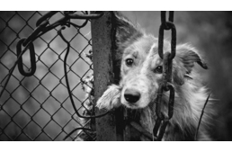 Pénzbüntetésre ítélte a bíróság a férfit, akinek megkötött kutyájának nyakába belenőtt a lánc