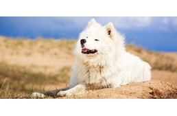 Hőség és heves zivatarok - így figyelj kutyádra!