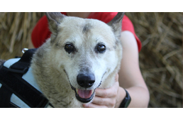 A kutyamatuzsálemek különleges génjeit vizsgálták az ELTE kutatói