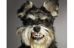 Ha nem szeretsz, a kutyám se szeret!