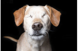 Tökéletesség a tökéletlenségben: Fotósorozat fogyatékkal élő állatokról