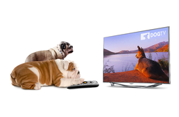 Tudománnyal a tévéből nevelés ellen