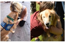 Segítőkutyák nyújtanak vigaszt a Las Vegas-i lövöldözés túlélőinek