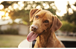 Miért fordítják oldalra a fejüket a kutyák? 