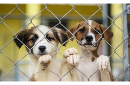 Ajándék helyett az árva állatoknak kért tápot születésnapja alkalmából az állatbarát nő