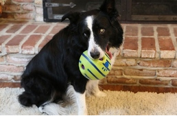 A legmélyebb pontról is van kiút: vak border collie lett az Év Mentett Kutyája 2020-ban