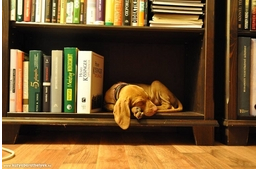 A fotópályázat díjazottjai