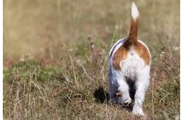 Bűzmirigy gondok kutyáknál - apróságból nagy baj is lehet!
