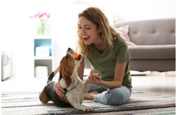 3 szimatolós játék otthonra, amely kutyádnak is tetszeni fog