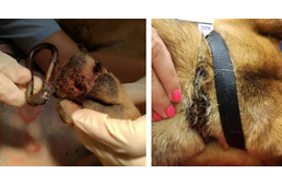 Senki Kutyája: „Nem csak a nyakába, a lábába is bele van nőve a lánc”