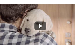 Kutyás reklám a felelősségvállalásért