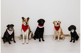 Kutyaterápiás klinika nyílik Kolozsváron autisták számára