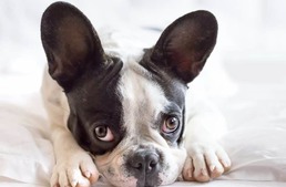 Kutyád is megérzi, ha stresszes vagy!