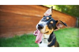 5 dolog, amit a legtöbb gazdi csinál, ám a kutyák értetlenül fogadják