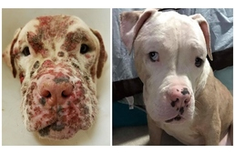 Több száz méhcsípéssel hagyták a kórházban a süket kutyát - nem tértek vissza érte