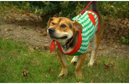 Furcsa jelenség kutyáknál: a „fordított tüsszentés”