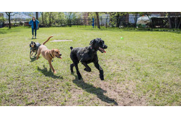 Hatalmas kutyafuttatók készülnek Kőbányán! 