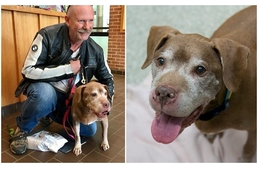 Örökbefogadta a 18 éves kutyát: "Nem hagyhattam a menhelyen még egy éjszakára."