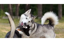 Ki a főnök otthon? Így alakul a dominancia a kutya-kutya és a kutya-gazdi kapcsolatában