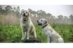 Egy különleges társ különleges táplálást érdemel!