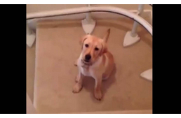 Az ellenség neve: Lépcső