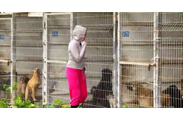 Nem tudta eldönteni, melyik kutyát mentse meg a menhelyről - ezért megvette mindet!