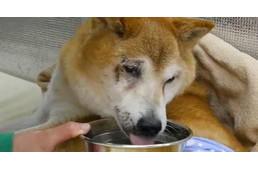 Idősek otthona Japánban - kutyáknak! 