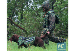 Golyóálló mellény kutyáknak az oroszoktól