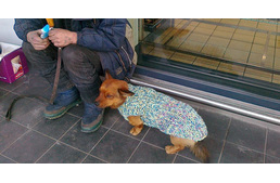 Árva kutyáknak köt meleg pulóvert