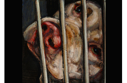 5500 kutyaportré azokról, akiket elveszítettünk