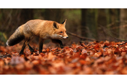 Ebzárlat 2019 őszén – íme, a teljes településlista