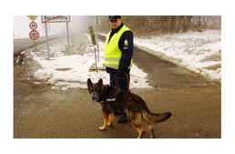 Balu, az életmentő magyar keresőkutya