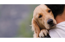 Gyönyörű vers a kutya-gazda kapcsolatról