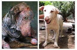 Hihetetlen állatmentés Indiában