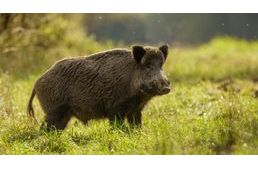 Vaddisznó támadt egy kutyára Debrecenben