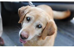 Vak kutyával az élet - 12 tipp a nyugodt mindennapokhoz