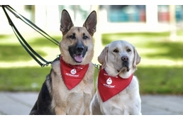 Véradás kutyáknál - Te is segíthetsz kedvenceddel