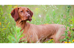 Hungarikummá emelték a magyar kutyafajtákat!