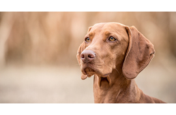 Egyre népszerűbb a vizsla az USA-ban - a listát viszont még mindig a labrador vezeti